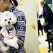 Toy poodle Richy waits with his owner Minso Kim before being photographed on Saturday. Daniel Brenner I AnnArbor.com